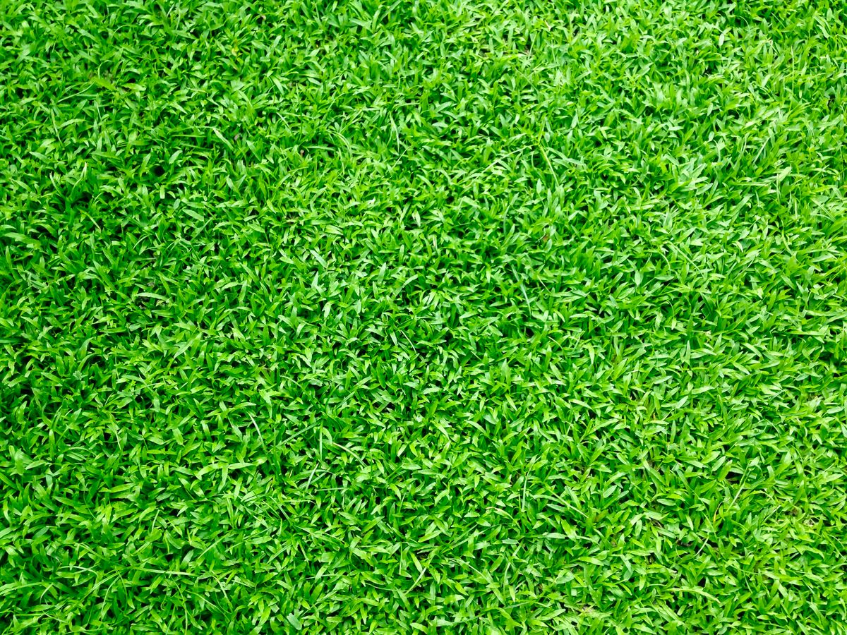 Dense, even green turf after a season on the turf program